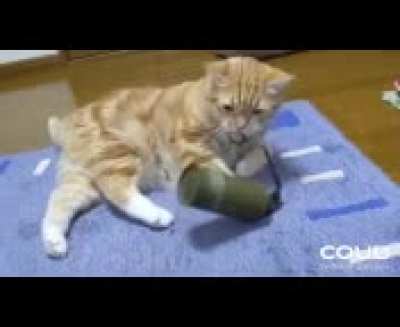 Cat was floof; now it go poof