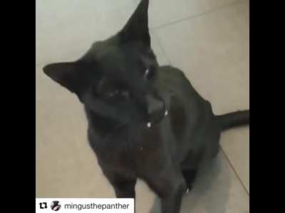 Yes, we all love cats who yell. But what about... panthers who yell? (Credit to Mingus The Panther on YouTube)