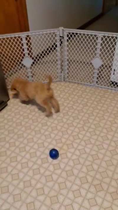 Playing with a carrot ??