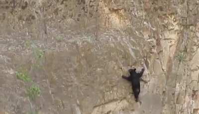 ? Bear climbing up a mountain