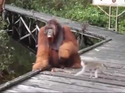 Don't mess with Big Monkey