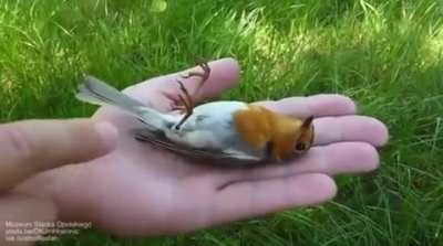 ?Robin plays dead