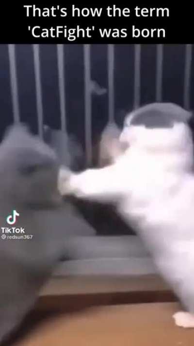 Cat fight - funny ? ? ? video #cats ? ? ?‍⬛