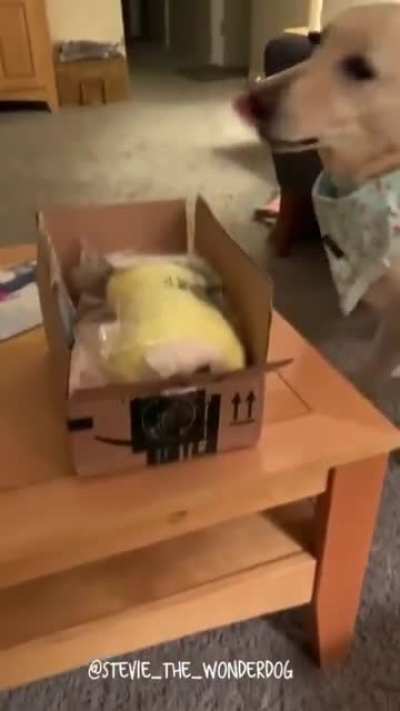 Stevie gets a toy! ?