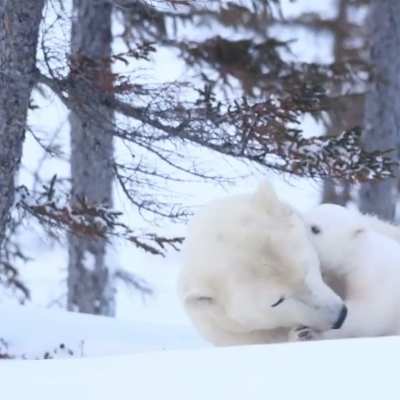 ? Polar bear mother with her cub