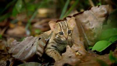? Smallest Cat In The World ?