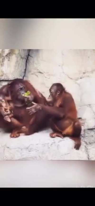 Cute Baby