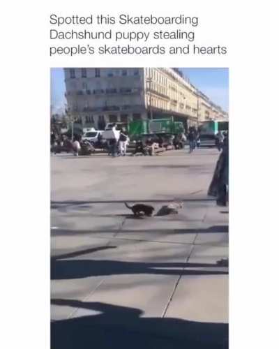 Dachshund puppy stealing people's skateboards and riding on them.