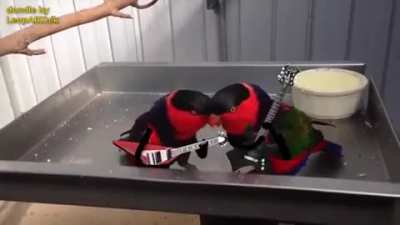 Parrot metal gang \m/