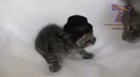 “Fuck you and your little hat”