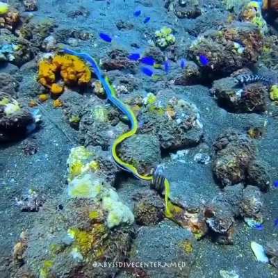 ? adult male ribbon eel in open water