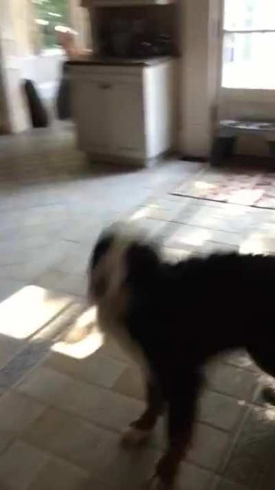 He does this happy dinner dance every day