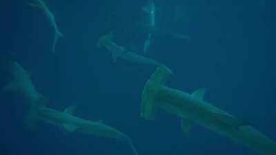 ? My recent trip to The Galapagos. I was freediving down to about 10 meters when I spotted a huge school of hammerheads swimming right at me.