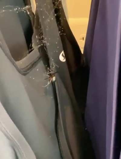 Black Widow spider makes itself at home in a clothing store.