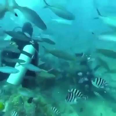 Save a friend from shark's attack?