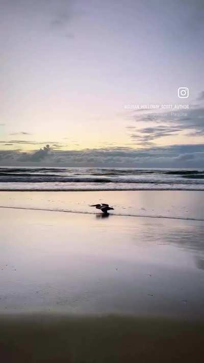 Low Gliding Pelicans