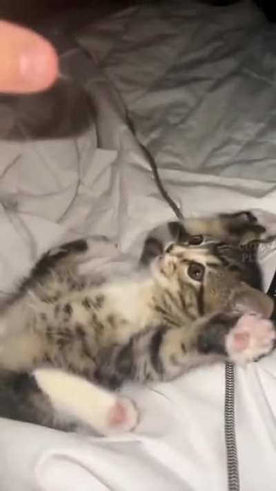 Daily dose of cats being derps