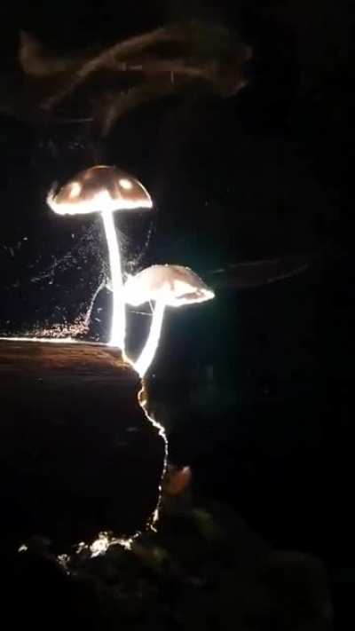 ? Mushrooms releasing millions of microscopic spores into the wind to propagate ?