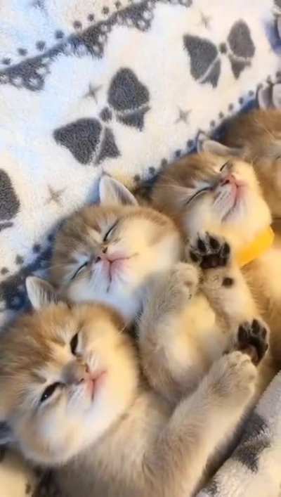 Smol cats are sleepy