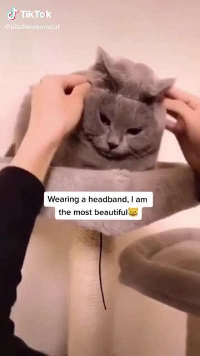 This cat passed the vibe check!