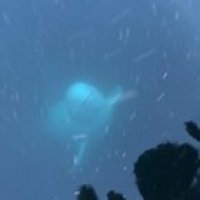 ? Beluga whale saves an iPhone from the sea in Norway