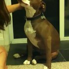 Good doge can't handle the pressure of getting his nails trimmed.