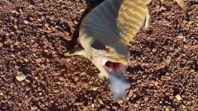 ? A very angry blue-tongued skink