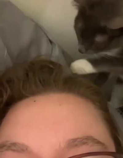 Groomin the Hooman