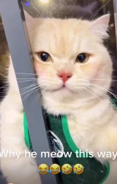 Meow ?