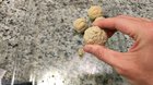 My wife's "biscuits"
