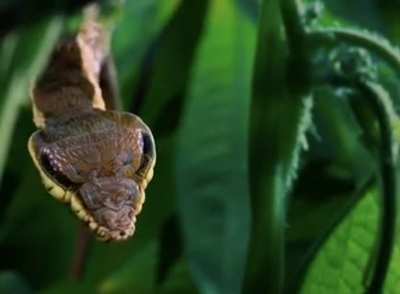 ? This caterpillar impersonating a snake!
