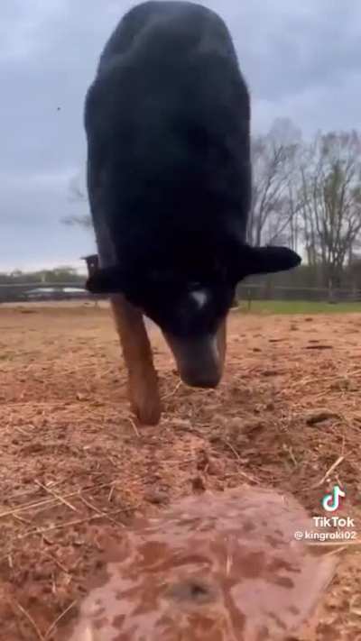 Dog creating a river