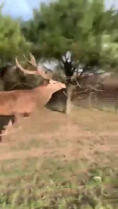 ? These speedy deer