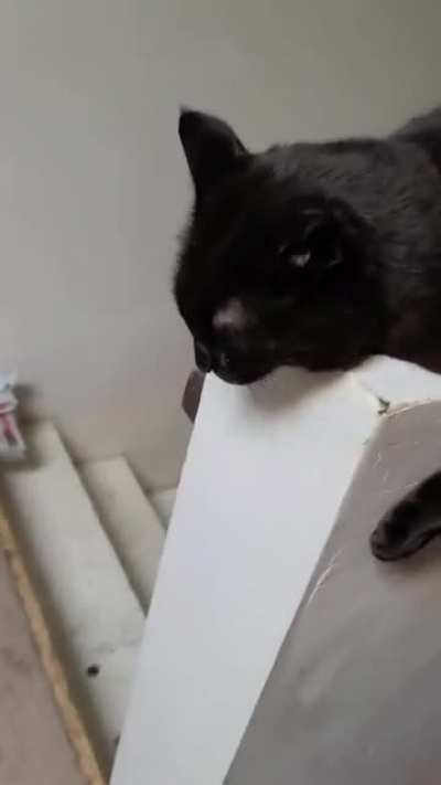 Luna prefers a more "vigorous" variety of pat & scratch, and yells her approval.