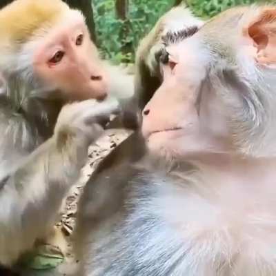 A monkey bro helping his friend having some eye problem. Dr. Monkey. Eye Specialist. That will be 10 bananas.?