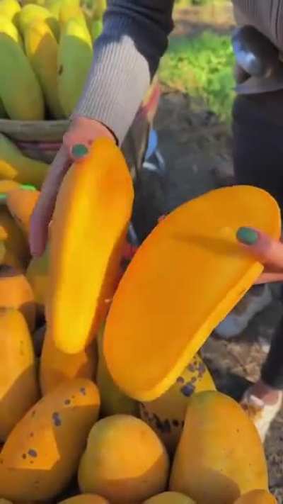 Almost seedless mango (Mahachanok from Thailand)