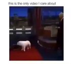 My favorite video in the universe