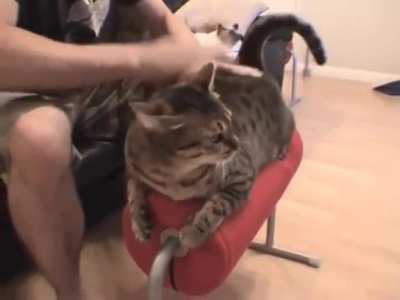 Tia enjoying the ancient artform of Cat Bongo-ing