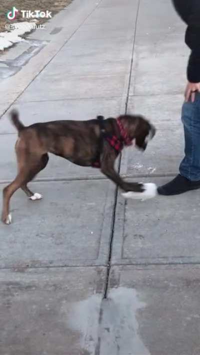 Boxers are the derpiest