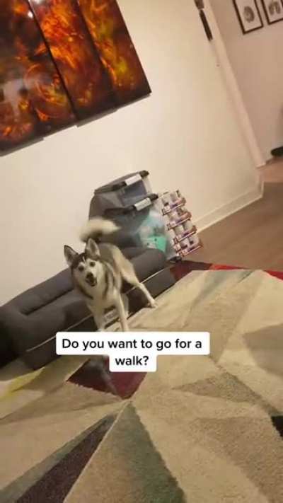 "Do...." Dog: YES ABSOLUTELY YES.
