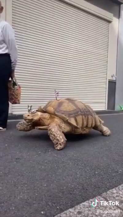 im crying over this old man in japan who patiently walks his giant tortoise everyday