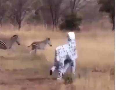 WCGW pretending to be a zebra