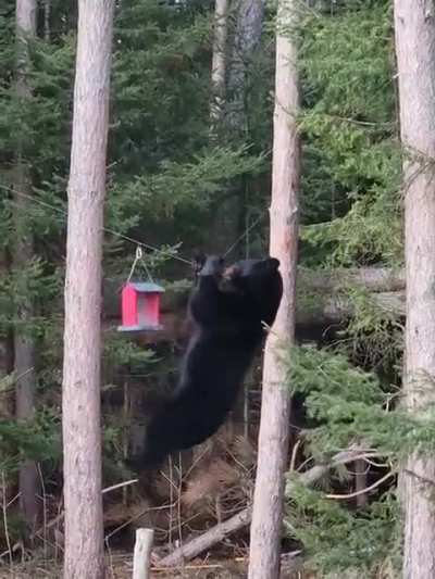 ?Aerobic bear climbs rope for a taste of birdseed
