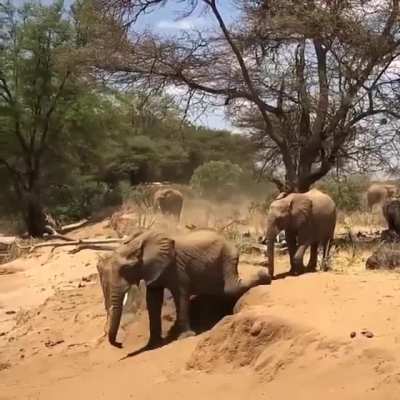 Mom shows her baby elephant how to cross the river bank...and he almost nails it