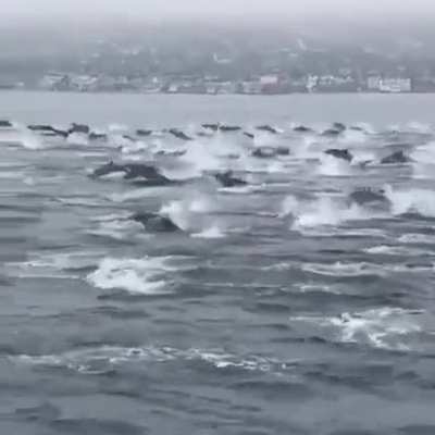 ? Mega pod of dolphins