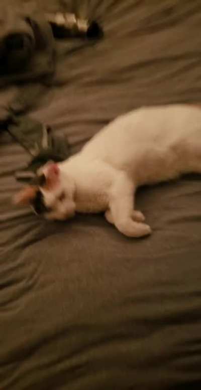 Graphic video of this hardened criminal setting up their trap: the belly.