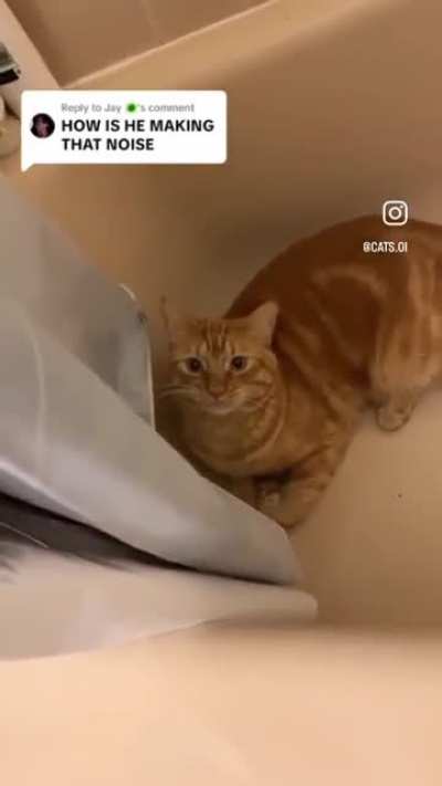t’s always the orange cats