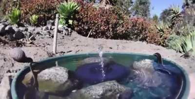 The impact of just one small fountain.