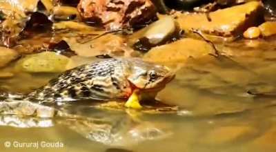 ? Lucky for this Checkered Keelback snake that he found this frog pair in vulnerable position. (Male frog which is being eaten was on top of female one and they were in process of mating)
