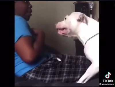 Literally tens of thousands of likes on comments about killing the dog ? Act like prey, get treated like prey. Don’t buy dogs if you can’t handle them! ?
